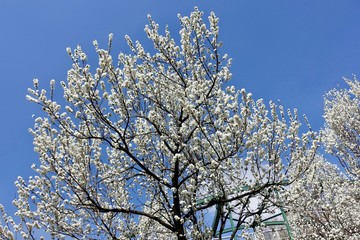 多摩の春