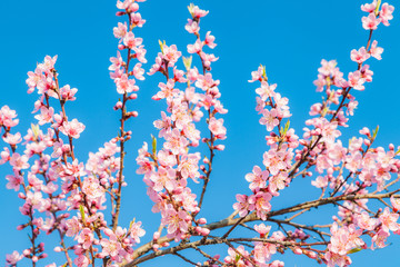 Japanische Kirschblütenzweige im Frühjahr mit blauem Himmel