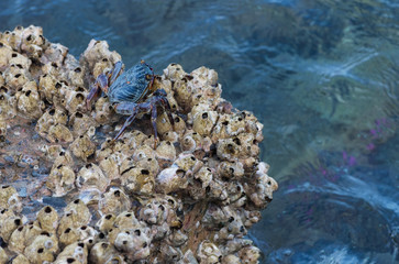 Grey crab on wet stone in sea