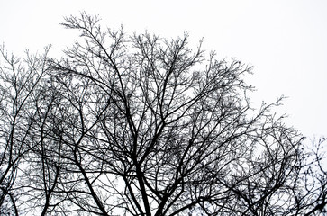 Dark silhouette of bare tree branches