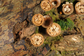 Crucibulum laeve fungus