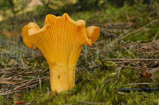 Cantharellus cibarius (commonly known as the chanterelle, golden chanterelle or girolle)