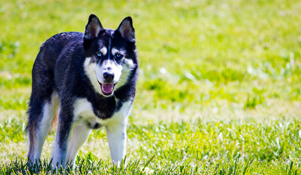 Husky Dog Outside On Lawn