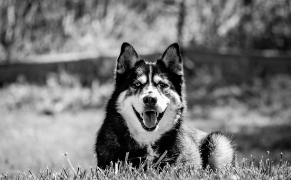 Husky Dog in Black and White