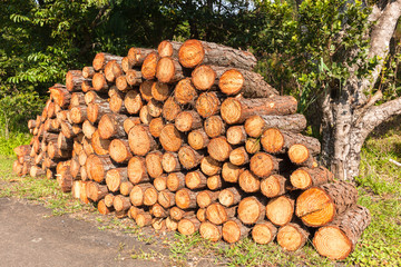 Wood Logs Firewood Stacked Closeup Background