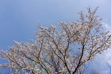 多摩のさくら
