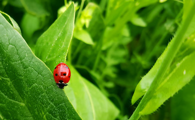 Ladybug