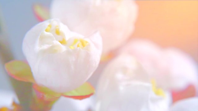 Beautiful spring apricot tree flowers blossom timelapse, extreme close up. Time lapse of fresh pink blossoming almond closeup. 4K UHD video