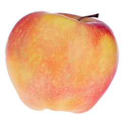 Gloucester single apple on white