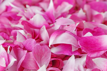 close up of pink rose petals