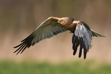 Marsh harrier (Circus aeruginosus)