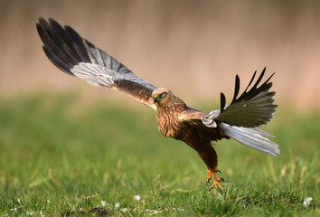 Marsh harrier (Circus aeruginosus)