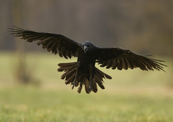 Raven (Corvus corax)