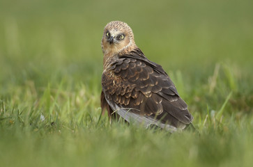 Marsh harrier (Circus aeruginosus)