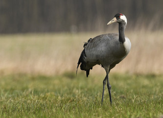 Obraz premium Common crane (Grus grus)