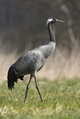Common crane (Grus grus)