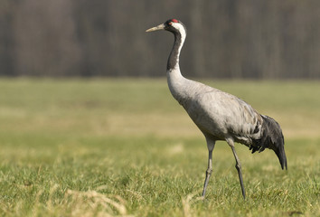 Common crane (Grus grus)