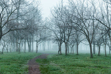 trail in mornign park with fog