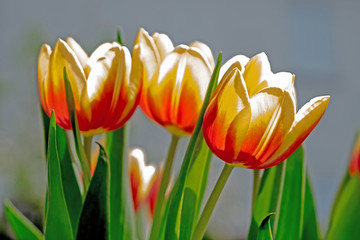 Naklejka premium OSTERN