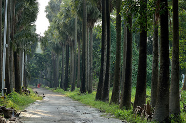 Road through a rain forest in an afternoon when shadow of trees cast over the road