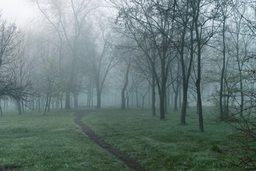 trail in mornign park with fog