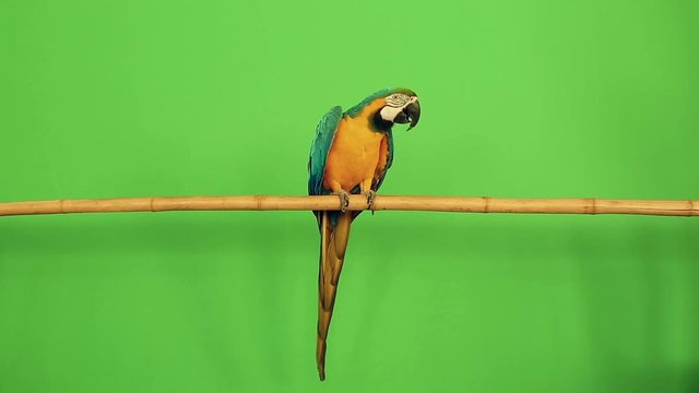 parrot on a green background RIR projection