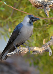 A Indian black crow on the tree