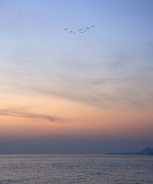 At sunset near the sea flying birds