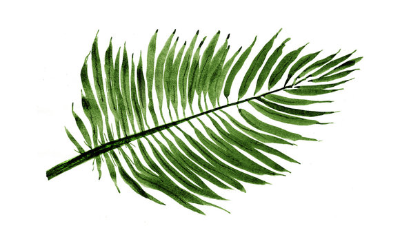  Palm leaf, Illustration, Nature Sketch