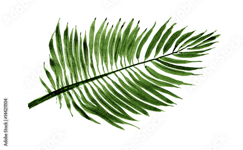 " Palm leaf, Illustration, Nature Sketch" Stock photo and royalty-free
