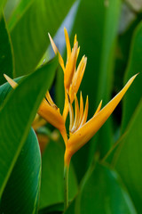 Flower Bird of paradise 