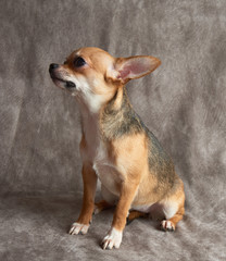 Naklejka na ściany i meble Puppy of Chihuahua