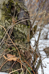 Detail on a tree trunk with snow and forest in the background