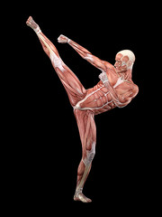 Obraz premium Muscle male anatomy doing martial arts 3D Illustration