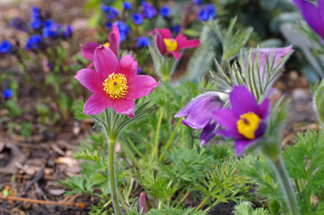Kuechenschelle - pasque flower or pulsatilla vulgaris