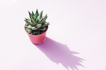 Succulent plant in pink pot with shadow. Sunny day