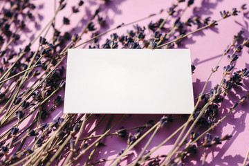 Business card mock up with lavender flowers on pink background