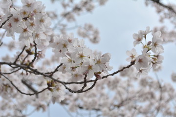 桜