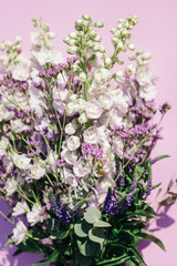 Bunch of fresh delphinium flowers on pink background. Floral background
