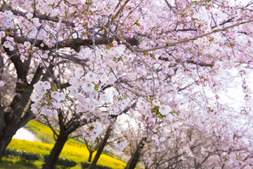 桜