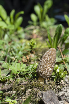 Morchella esculenta adult in nature.