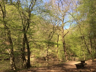 Bank im Wald am Teich im Frühling