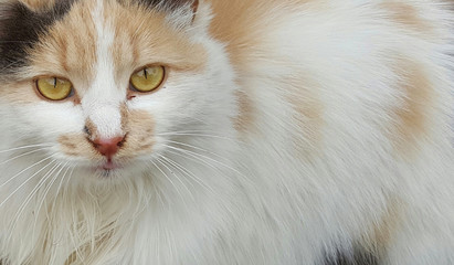 beautiful cat