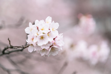 Perfect Sakura Cherry Blossoms in Japan
