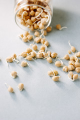 Chick pea sprouts over blue paper background.