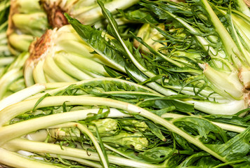 Puntarelle or cicoria di catalogna or cicoria asparago is a variant of chicory, it resembles a...