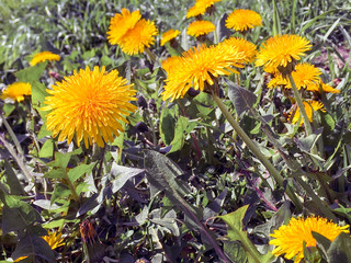 Flowers of dandelions in the grass outside.