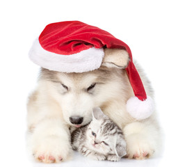 Fototapeta na wymiar Scottish kitten and alaskan malamute puppy in red santa hat. isolated on white background