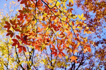 メグスリノキの紅葉