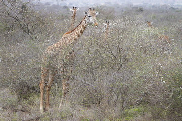 giraffe
